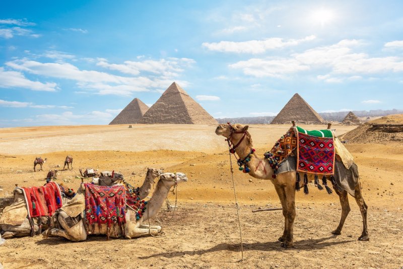 Family Of Camels In Front Of The Pyramids Of Giza, Egypt