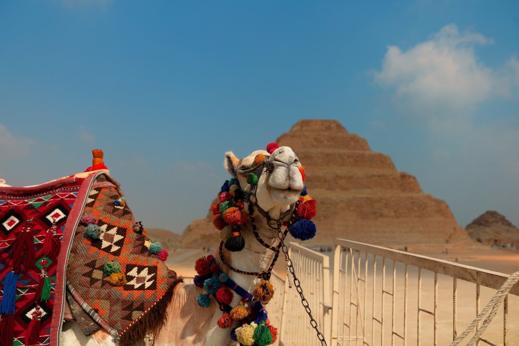 Camel In Front Of The Pyramids Of Giza