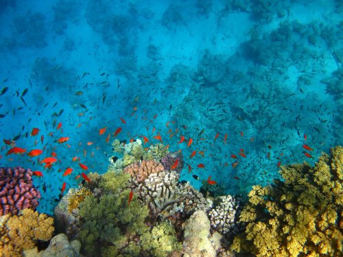 Aqaba Red Sea Tourist Jordan Tours