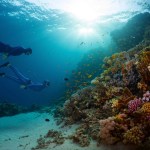 Red Sea Cruise & Snorkeling Experience From Aqaba Fishes Jordan