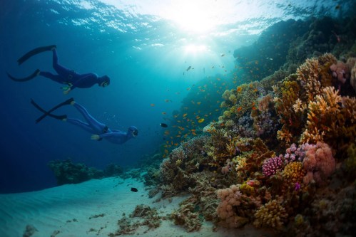 Red Sea Cruise & Snorkeling Experience From Aqaba Fishes Jordan